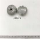 Click for 1 image(s) for this accession. FRUIT